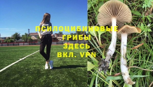 PSILOCYBIN Сафоново